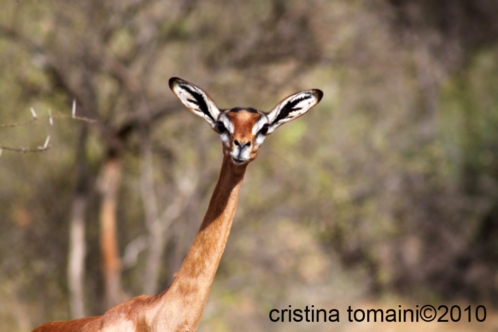 gerenuk o antilope giraffa