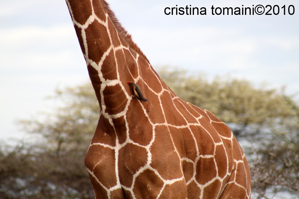 giraffa reticolata