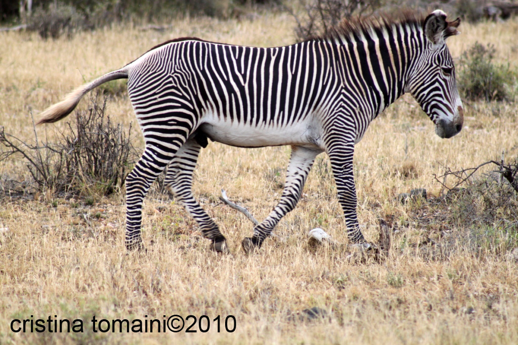 zebra di Grevy